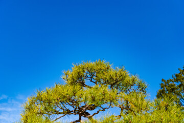 yellow flowers and blue sky