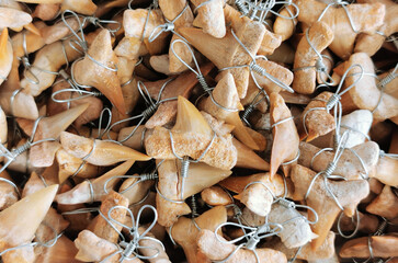 shark teeth collection texture