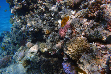 color life under red sea