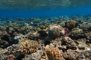 color life under red sea