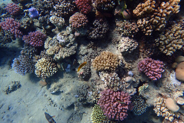 color life under red sea