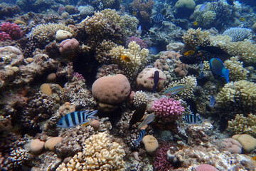 color life under red sea