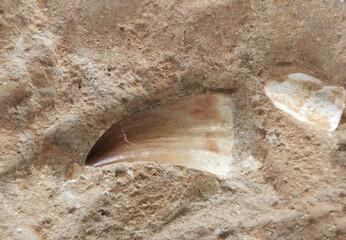 shark teeth collection texture © jonnysek