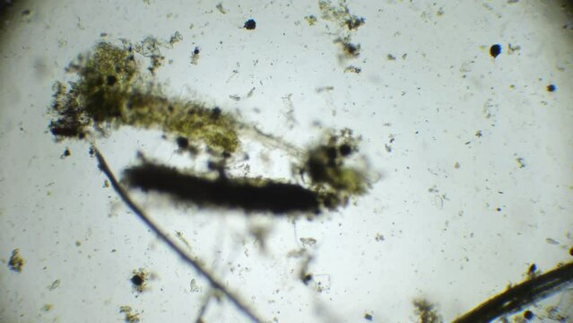 The microscopic world of a water droplet unfolds, showing paramecia and spirulina among other microorganisms in vivid detail.