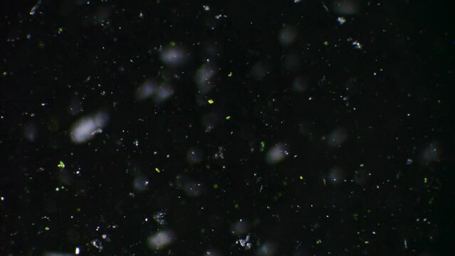 Marvel at the microcosm within a water droplet, where microorganisms like paramecia and spirulina are observed in their lively habitat.