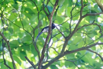 新緑の林の奥で美しくさえずる、長い尻尾の美しいサンコウチョウ（カササギヒタキ科）。
日本国東京都八王子市、八王子城跡にて。
2024年5月撮影。
A beautiful Japanese Paradise Flycatcher (Terpsiphone atrocaudata) with a long tail chirps beautifully in the depths of a fresh