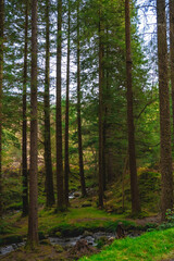 Pine forest in the summer