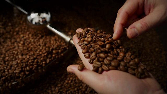 Worker checking quality of roasted coffee beans