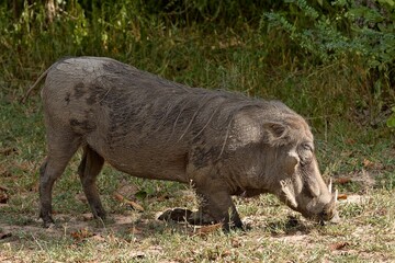 Common Warthog (Phacochoerus africanus). South Luangwa National Park. Zambia. Africa.