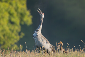 Common crane, Eurasian crane - Grus grus adult with chick calling on meadow at dark background. Photo from Lubusz Voivodeship in Poland.