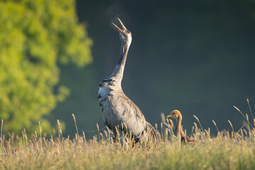 Common crane, Eurasian crane - Grus grus adult with chick calling meadow at dark background. Photo from Lubusz Voivodeship in Poland.	