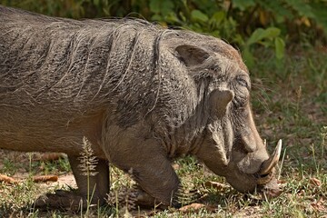 Common Warthog (Phacochoerus africanus). South Luangwa National Park. Zambia. Africa.