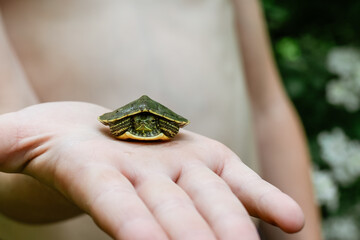 Boy holding baby red-eared slider turtle in hand