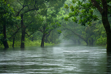 Naklejka premium View of swollen river banks during a monsoon, trees partially submerged 