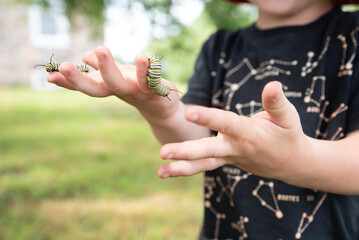 Two caterpillars climbing on Toddler's Small Hands