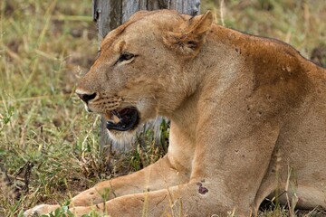 A female lion (Panthera leo) in South Luangwa National Park. Zambia. Africa.