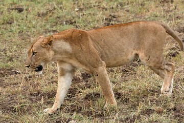 A female lion (Panthera leo) in South Luangwa National Park. Zambia. Africa.