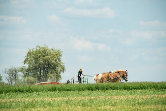 An Amish plowman works a 4 horse team cutting hay