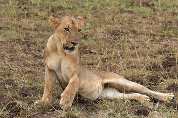 A female lion (Panthera leo) in South Luangwa National Park. Zambia. Africa.