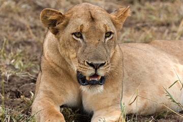 A female lion (Panthera leo) in South Luangwa National Park. Zambia. Africa.
