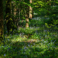 Woodland scene with bluebells and sunlight