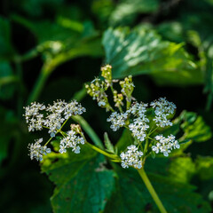 Cow parsley (Chervil) flower stem