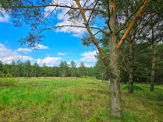 Obraz premium A pine tree, grass in the green forest, blue cloudy sky
