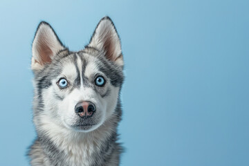 A cute siberian husky looking at the camera, on a solid light blue background,