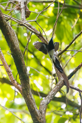 新緑の林の奥で飛ぶ羽虫をフライキャッチする、長い尻尾の美しいサンコウチョウ（カササギヒタキ科）。
日本国東京都八王子市、八王子城跡にて。
2024年5月撮影。
A beautiful Japanese Paradise Flycatcher (Terpsiphone atrocaudata) with a long tail fly-catching winged insects flying d