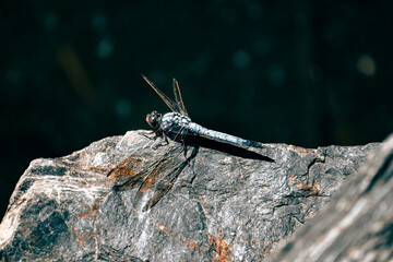 close up of a dragonfly