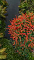 Amazing scene for eco travel at Ben Tre, Mekong Delta, Viet Nam, aerial view with blooming phoenix...
