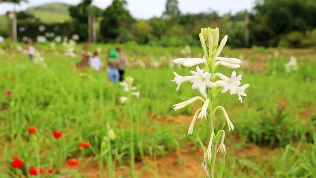 Closeup footage of a tuberose flower blooming in the field in daytime, with blur background