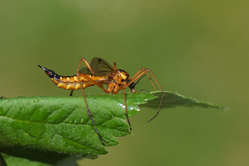 Close up Female crane fly Ctenophora pectinicornis, family Tipulidae on a leaf. Dutch Garden, Spring, May