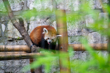 The red panda also called the lesser panda, the red bear-cat