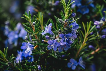 Fototapeta premium A small rosemary bush with blue purple flowers clustered at the top Dark green leaves with a leathery texture In the background