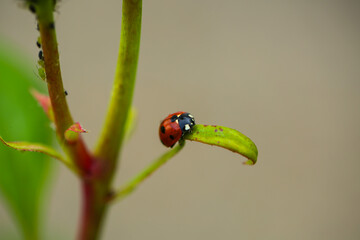 Ladybug on rose, in the background, ants and lice