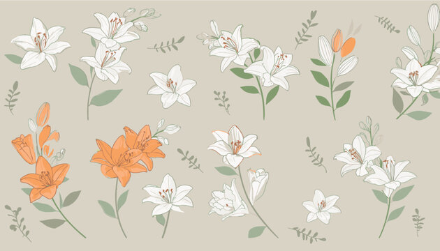 白とオレンジ色の百合、花のイラストセット、植物の背景