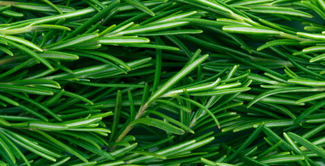 Rosemary spicy herb background, top view