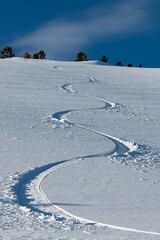 A lonely snowboarder's trail with identical smooth turns on an untouched slope against the backdrop of blue sky and tree tops