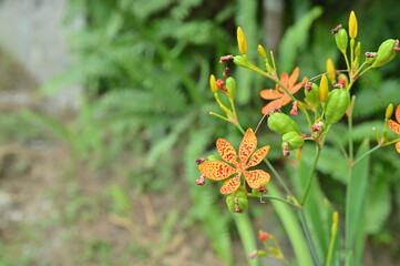 The Shooting Star Iris (Iris domestica), with its vibrant orange-red petals adorned with crimson spots and star-like markings, is a captivating sight that blossoms during the daytime.