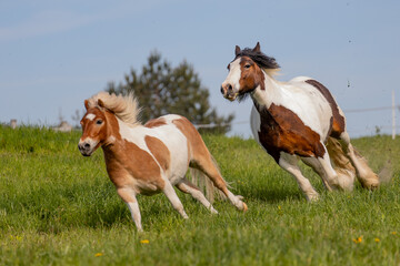 Two horses on the run. Rushing horses.