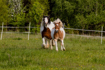 Two ponies running across the field