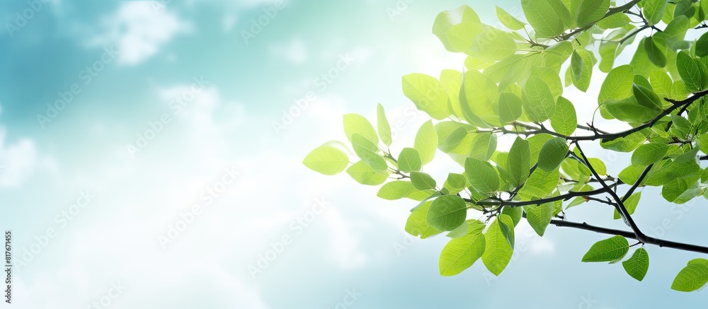 Poster Background image of tree leaves against the sky with ample empty space