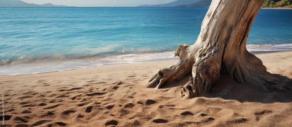 Poster the image showcases a tree trunk made of wood with the picturesque backdrop of a sandy beach and tex