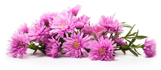 Aster flowers shown in a copy space image isolated against a white background