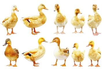 A group of ducks standing together. Suitable for nature and wildlife themes