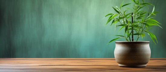 Fototapeta premium A potted green bamboo on a wooden stand with copy space image available