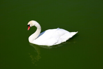 snow-white swan in a pond with green water