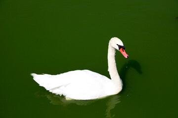 snow-white swan in a pond with green water