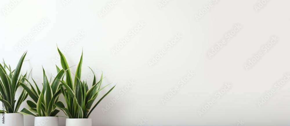 Poster a clean and bright copy space image of plants placed at home with a white background
